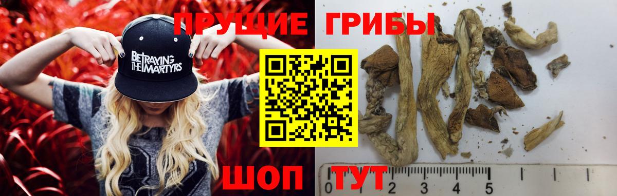 Галлюциногенные грибы Psilocybine cubensis  Вход с VPN  Юрга 